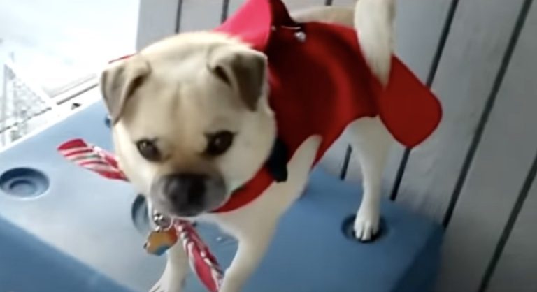 Pets Sing ‘Jingle Bells’ In Cute Compilation