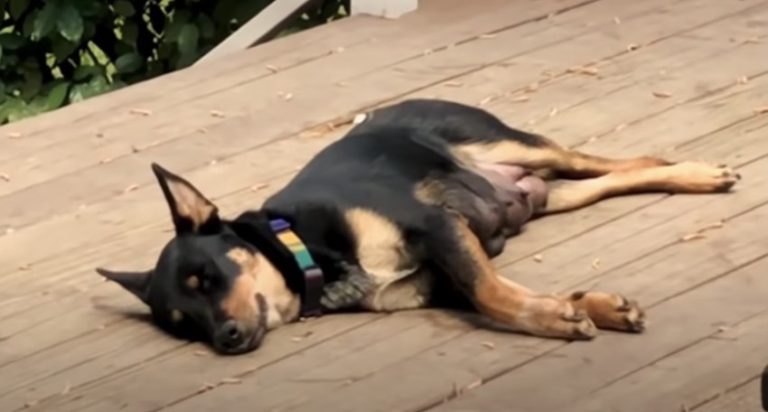 Pregnant Dog Surprises Foster Mom with So Many Puppies