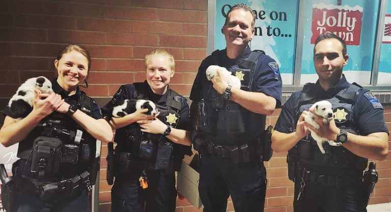 Puppies Dumped At Convenience Store On Christmas Day Adopted The Same Day