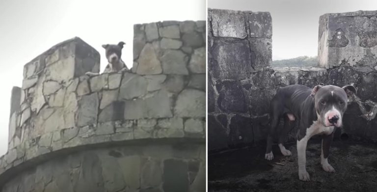 Abandoned Dog Rescued From Tower Deep In The Jungle