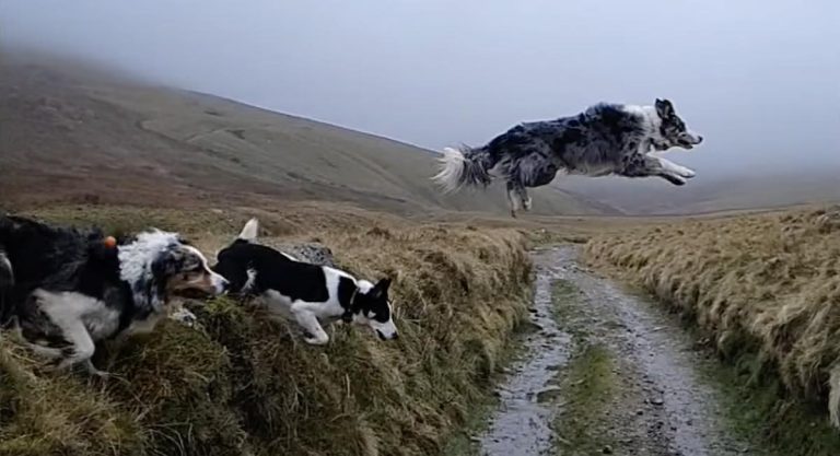Border Collies Jump Ditch Three Different Ways