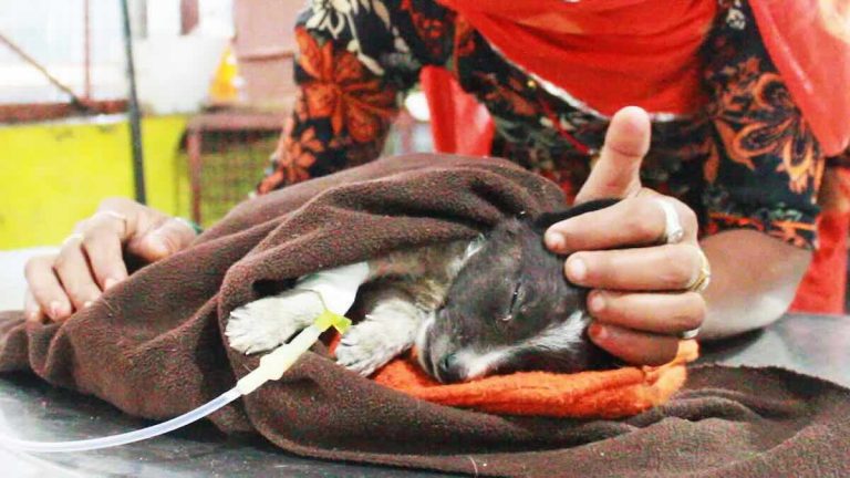 Puppy Freezing To Death Revived Just In Time