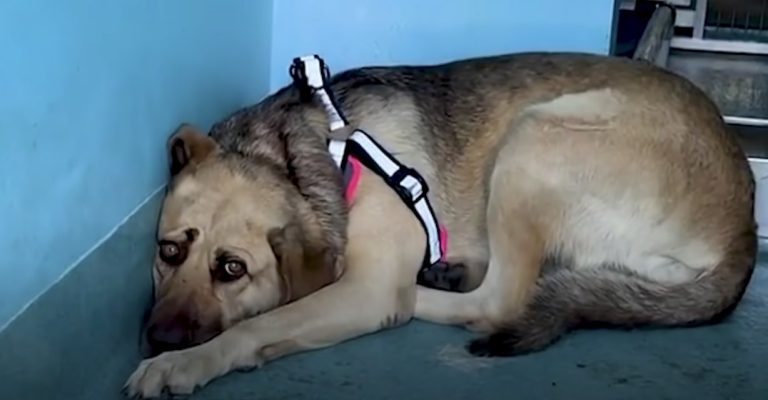 rescued dog hides in corner