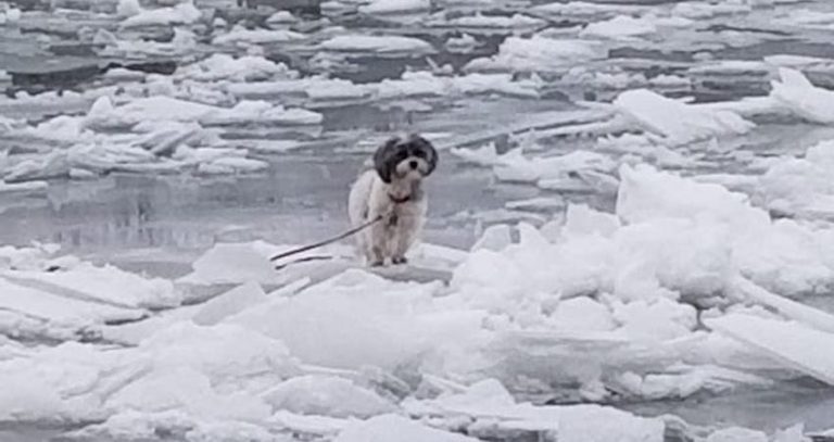 Shih Tzu Rescued from Frozen River after Getting Stuck