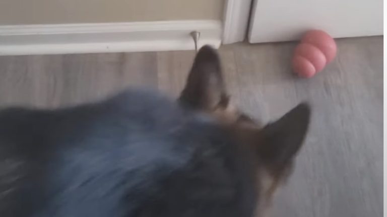 dog locks mom in bathroom with kong