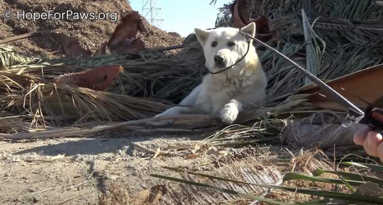 Senior Husky Rescued After Living By Freeway For 7 Months