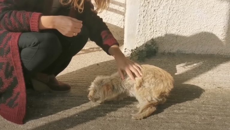Sick Puppy Abandoned In Cemetery Collapses In Front Of Rescuers