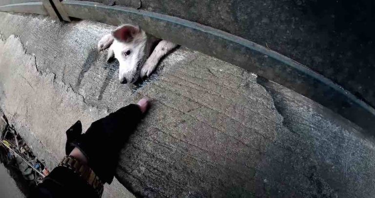puppy stuck under gate freed