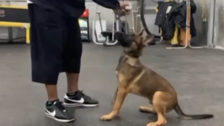 Shocking Video of Puppy’s Treatment At Dog Training Facility Prompts Investigation