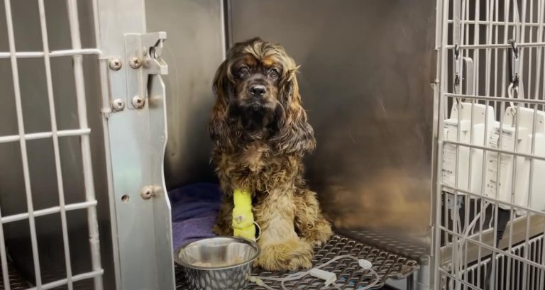 Puppy Mill Dog Saved From Euthanasia After She Falls Seriously Ill