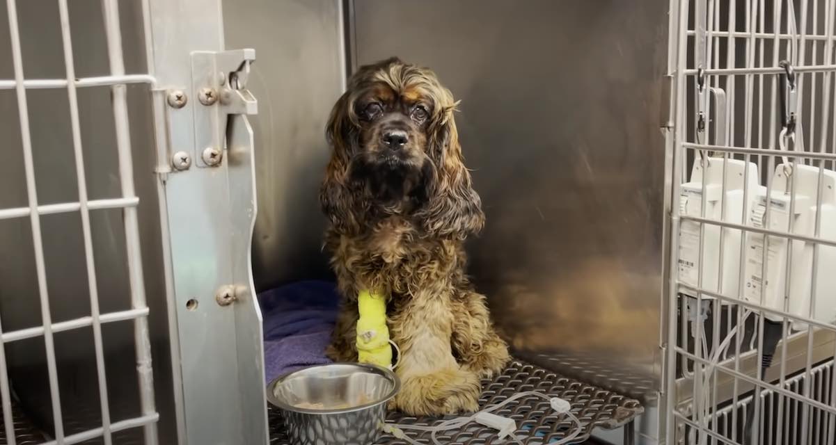 Puppy Mill Dog Saved From Euthanasia After She Falls Seriously Ill