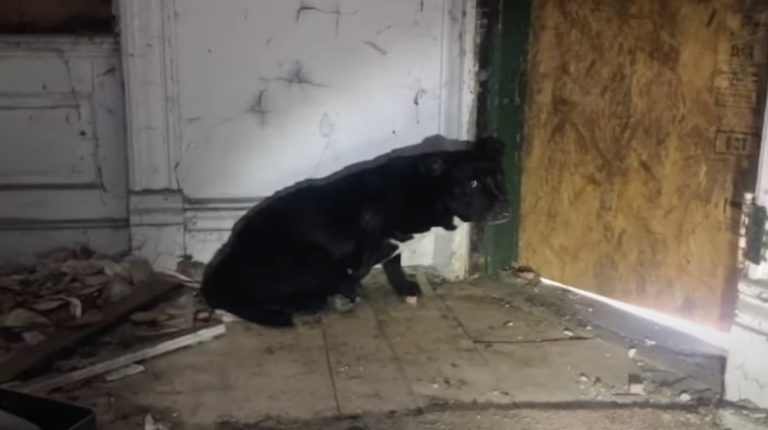 Rescuer Cries Tears of Relief after Finding Injured Dog after Months of Searching