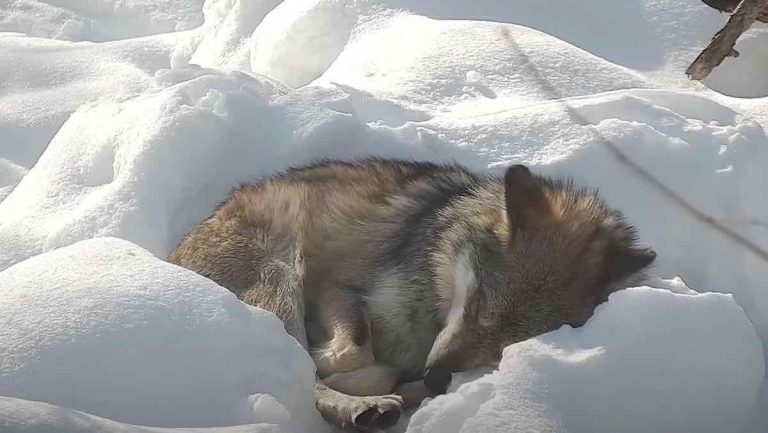 Endangered Wolf Makes Herself a Cozy Bed of Snow