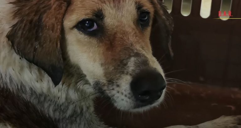 Paralyzed Pregnant Dog Found Lying Helplessly in Middle Of Road is Rescued