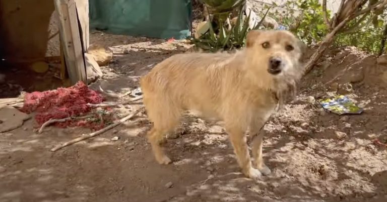 Chained Dog’s Owners Tell Rescuers ‘Take Her or We Will Kill Her’