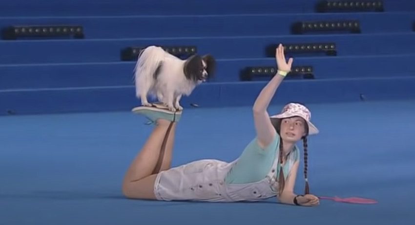Papillon Dances His Way Into People’s Hearts At World Championship Freestyle Competition