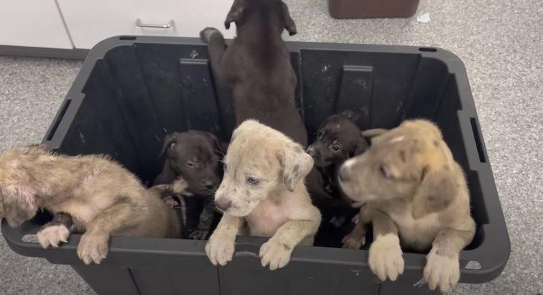 parvo puppies rescued