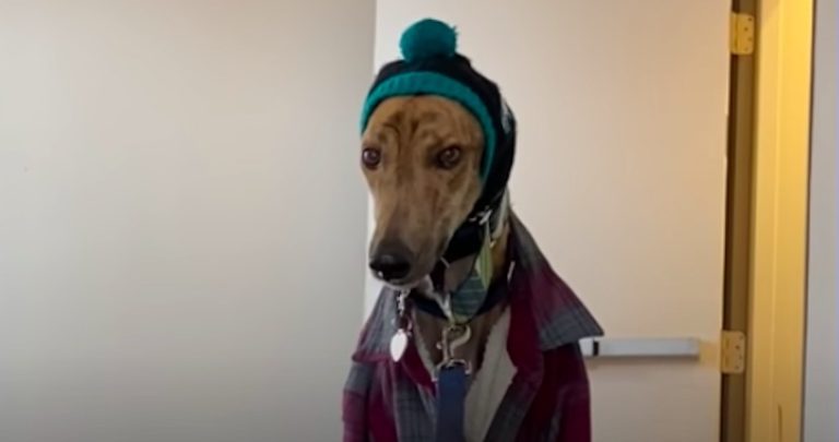 Rescued Racing Greyhound Is Learning to Enjoy Retired Life