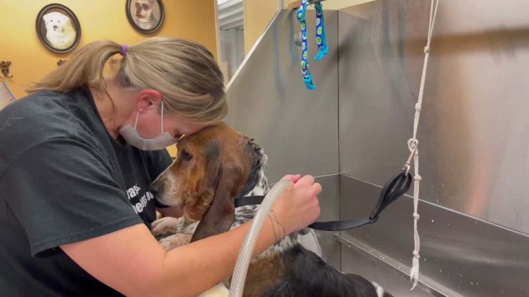 basset hounds rescued from puppy mill have baths