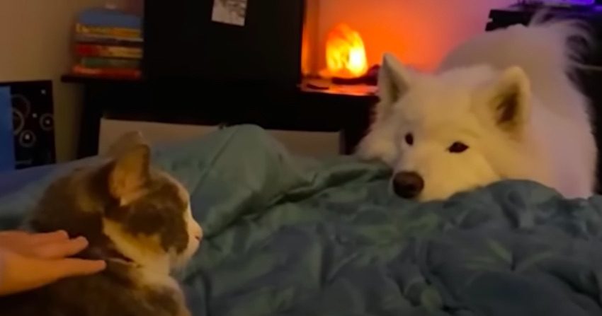 Samoyed Obsessed with Cats Convinces Family To Get Him a Feline Buddy