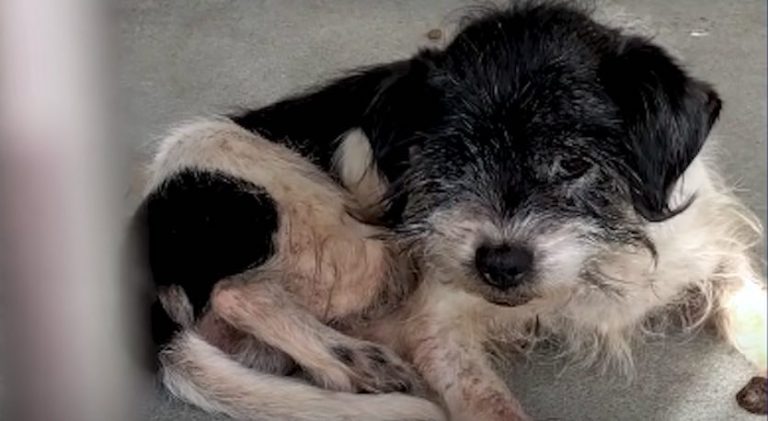 Old Dog ‘Shaking Like a Leaf’ At Shelter Finds Reason To Smile