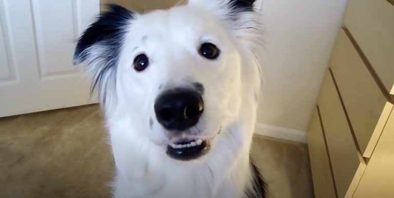 Border Collie is the Most Amazing Helper Around the House