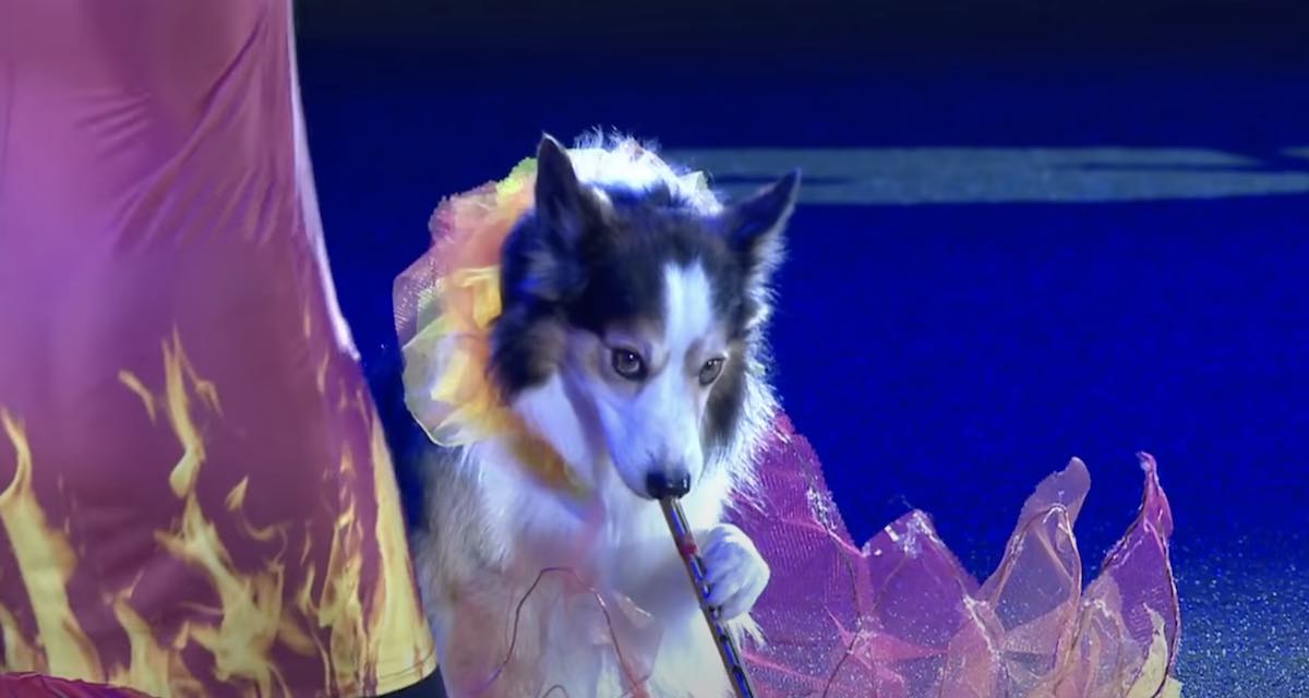 Dog Nicknamed ‘Lord Of The Dance’ Puts On Fantastic Performance
