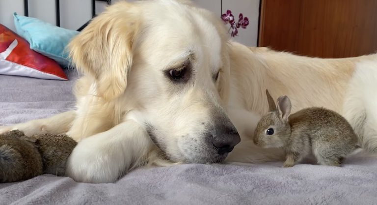 Baby Bunnies Think Golden Retriever is Their Parent