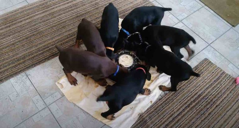 Doberman Puppies Do the Most Adorable Pinwheel Around Their Food Bowl