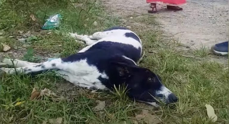 Dog Hit by Car and Couldn’t Move Makes Miraculous Recovery