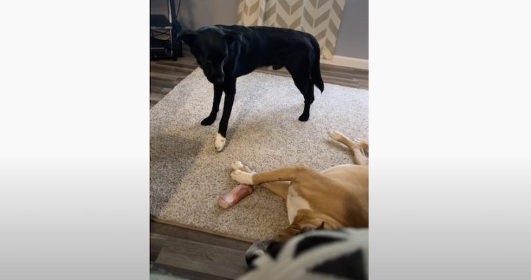 Sneaky Dog Steals Treat From Sleeping Dog Sibling