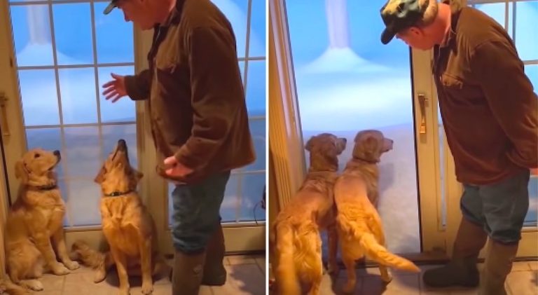 dogs dive into snow