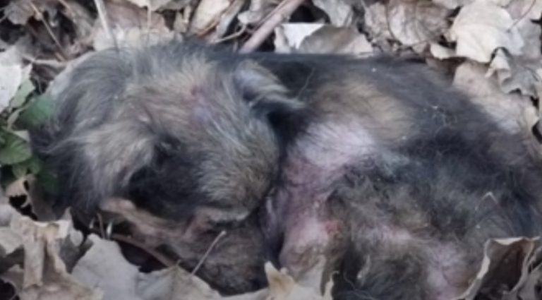 Tiny Sick Dog Lying in the Leaves Almost Gave Up Hope
