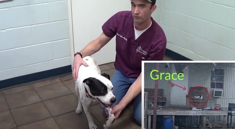 Sweet Rescue Dog with Devastating Foot Injury Helps Other Dog In Need