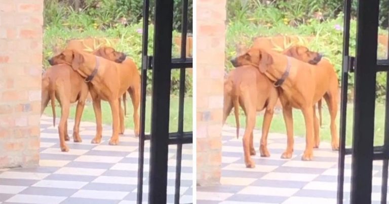 Dad Catches Dog Twins Lovingly Hugging Each Other