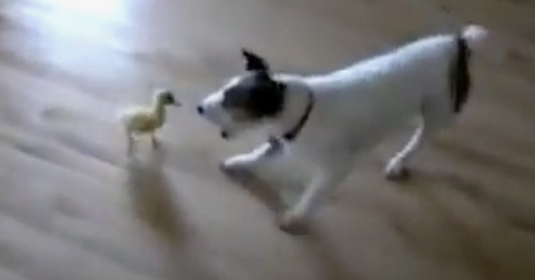 Jack Russell Terrier and Duckling Have Adorable Face-Off