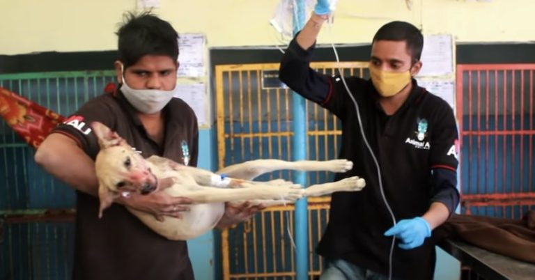 Traumatically Injured Street Dog Heroically Refuses Give Up