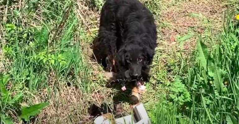 mama dog cares for newborn pups in ditch