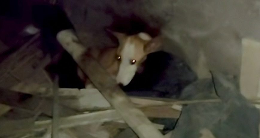 Stray Dog Hiding In Rubble Reveals His Heartbreaking Condition
