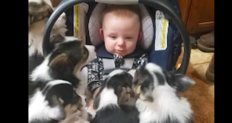 Puppies Approve of Little Human