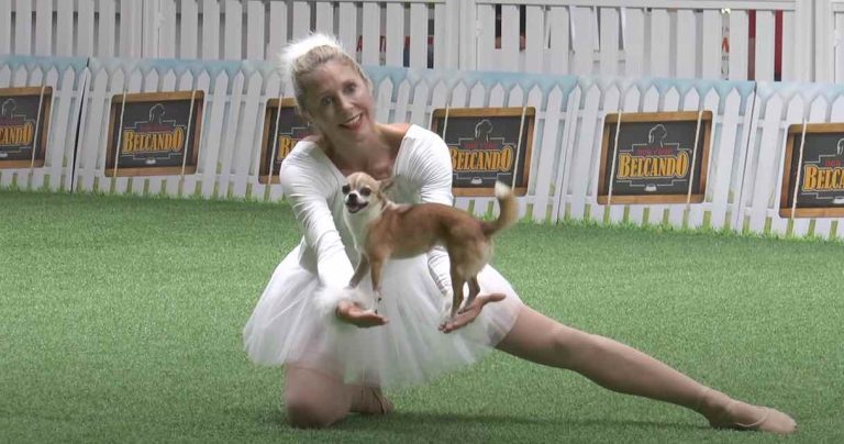 Swan lake dog freestyle dancing routine