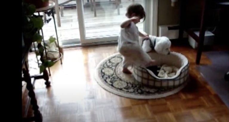 Toddler Wants To Take Over Dog’s Bed