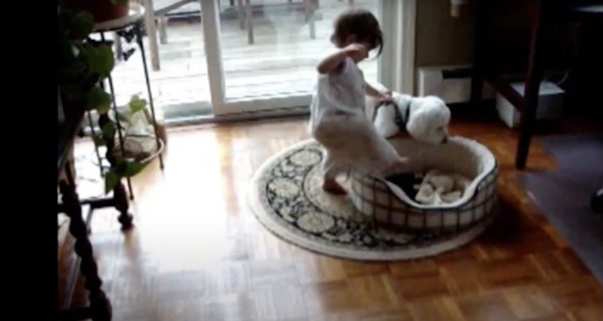 Toddler Wants To Take Over Dog’s Bed