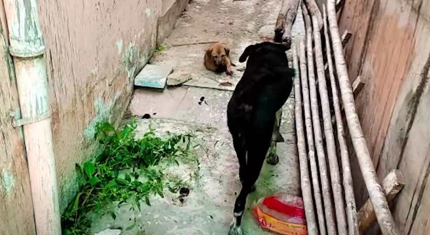 Upset Mother Dog Leads Rescuers to Her Badly Wounded Pup