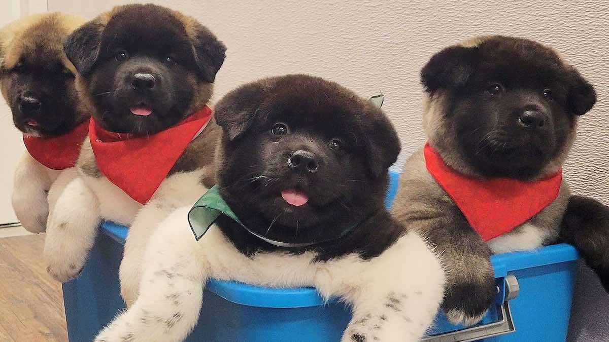 This Grooming of Four Adorable ‘Bear Cub’ Akita Puppies is Ridiculously Cute