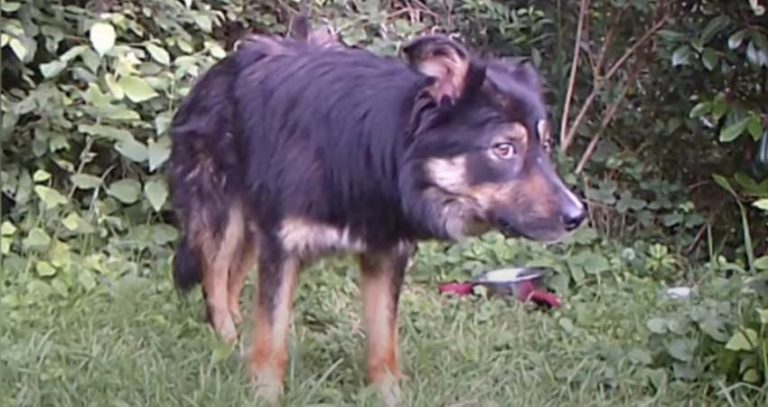 Scared Dog Living on Her Own In Wilderness Learns to Trust Again
