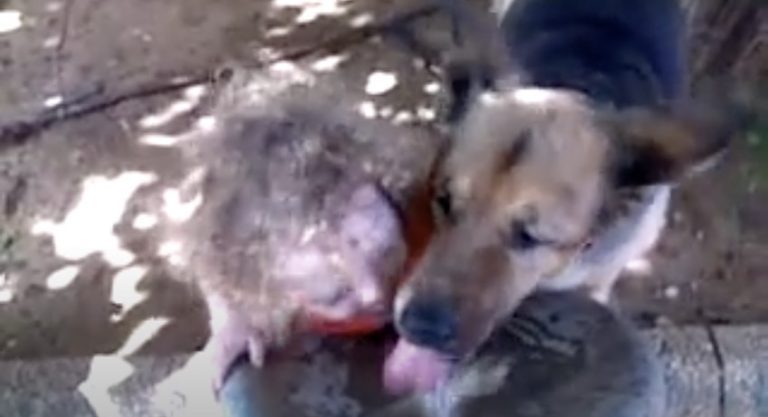 Thirsty Dog and Kid Want To Be First To Drink From Fountain