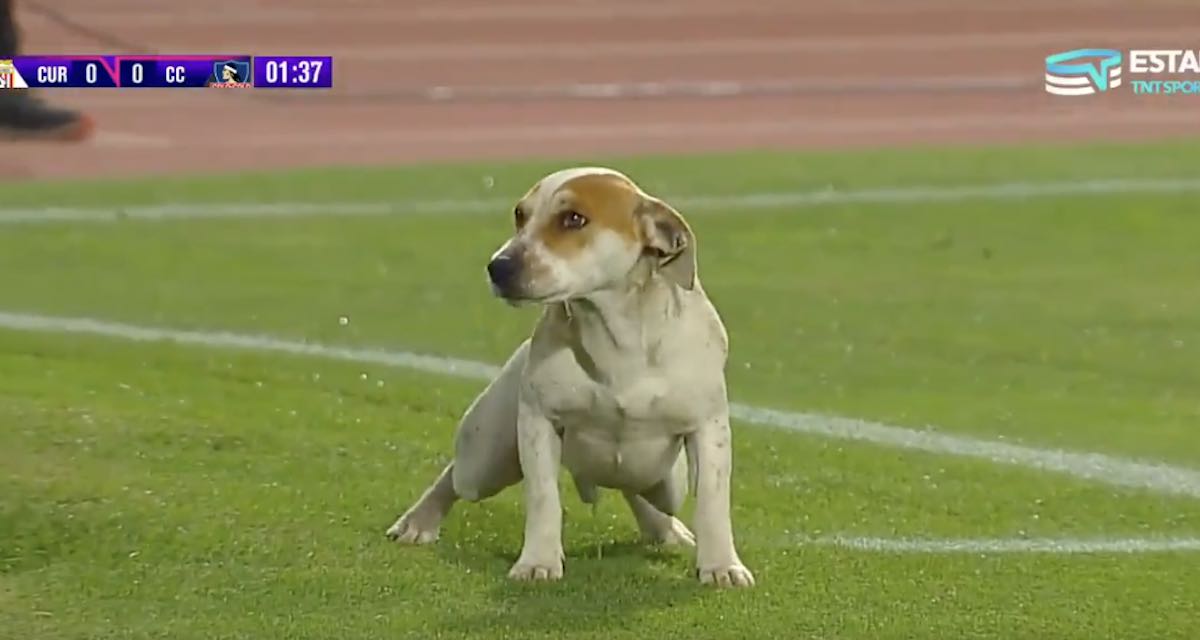 Dog Interrupts Soccer Game, Takes a Pee While Everyone Watches