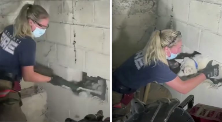 lost dog freed from cement wall