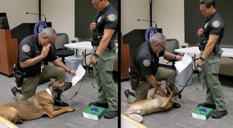 New K9 Officer Super Excited While Sworn in to Duty